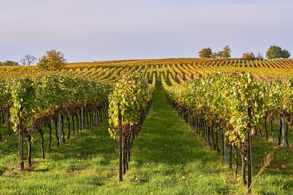 Ruta de vinos